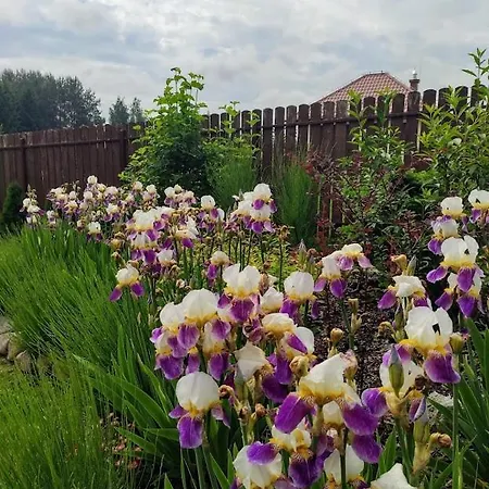 Feriehus Domek Letniskowy W Wilnowie *
